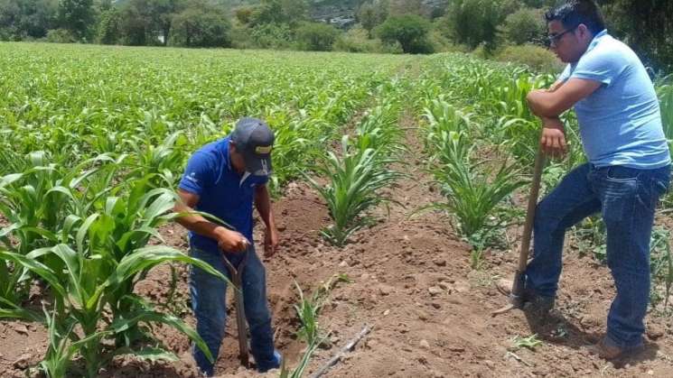 Salomón Jara busca relanzar campo oaxaqueño     