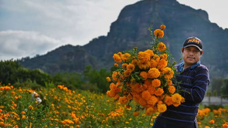 Se incrementa producción de flor de cempasúchil en México