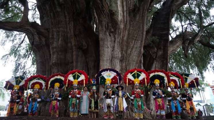 Celebran el septimo festival internacional del árbol del Tule