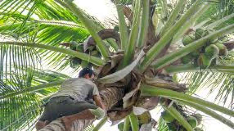 México, referente en mejoramiento genético de palma de coco 