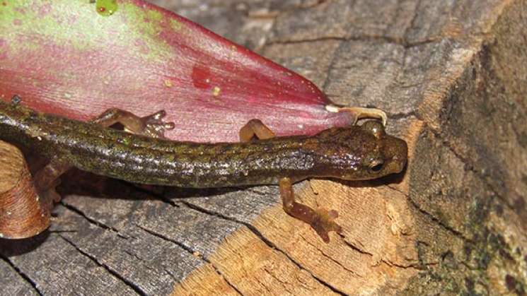 México, segunda nación en extinción de especies de anfibios 