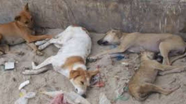 Investiga FGEO envenenamiento de perros ocurrido en la Costa    