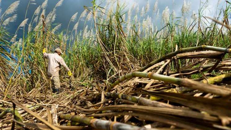 Conadesuca:Producción de azúcar aportó 6.21% del PIB agropecuario