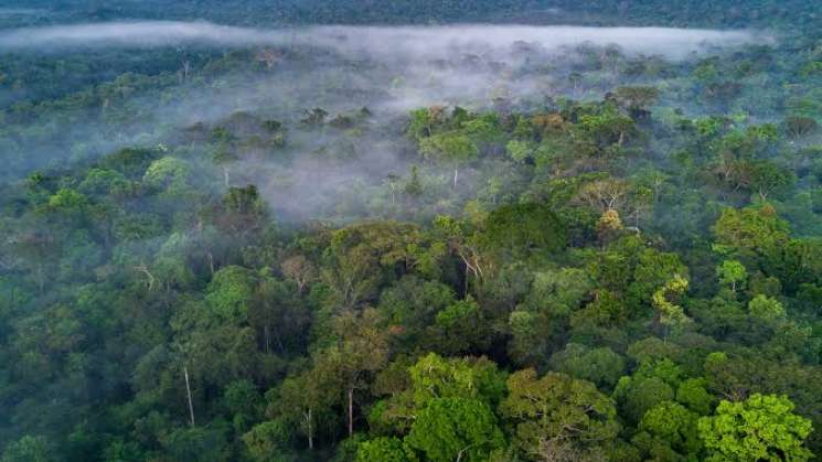 En riesgo de extinción los bosques de Amazonía
