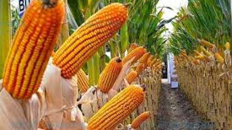 Conoce los riesgos asociados del maíz transgénico en México