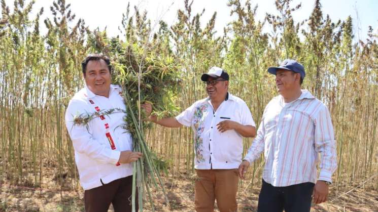 Realiza Oaxaca cosecha de Cannabis para uso industrial en México 