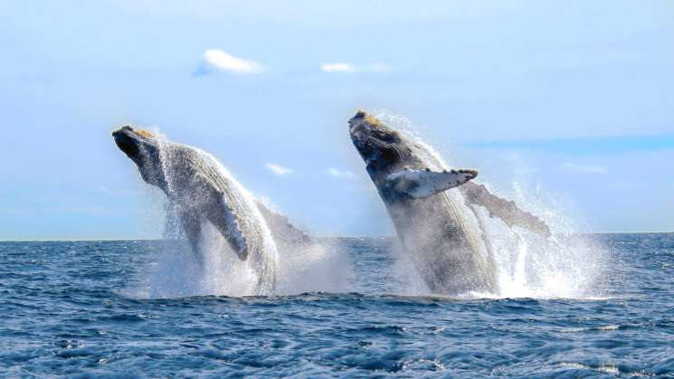 Arranca temporada de avistamiento de ballenas en costas 