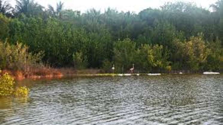 Oceana llama a frenar la pérdida de humedales    