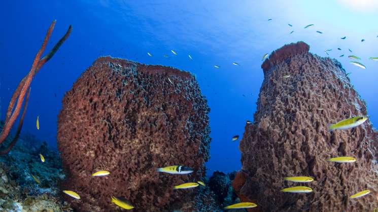 Parque Nacional Bajos del Norte será el más grande del Golfo 