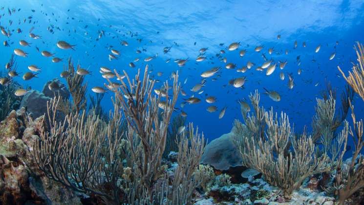 Oceana celebra la creación de nueva Área Natural Protegida 