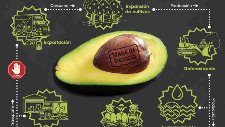 En riesgo producción de aguacate por sobre explotacion en México