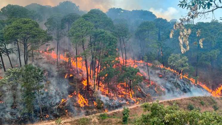 Incendio en Ixtepeji, Oaxaca, consumió 100 hectáreas de bosque