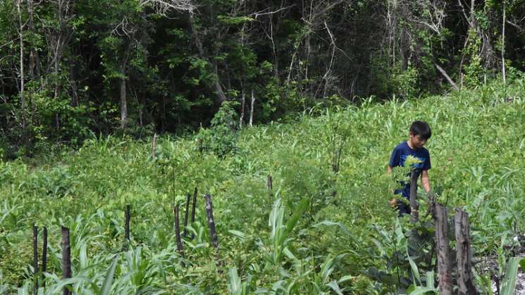 México avanza hacia la sostenibilidad con recuperación ecologica