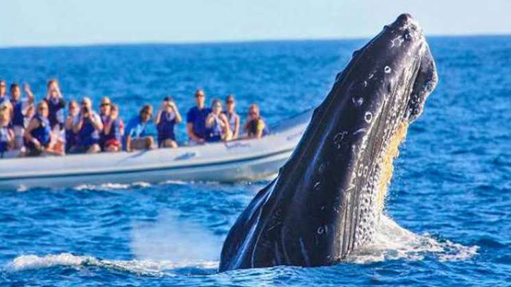 Congreso pide a Profepa lineamientos para observar ballenas 