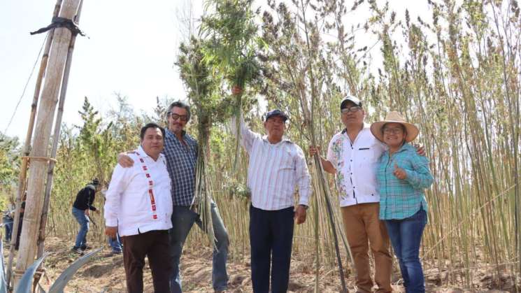  Pide congreso no criminalizar a productores de cáñamo en Oaxaca 