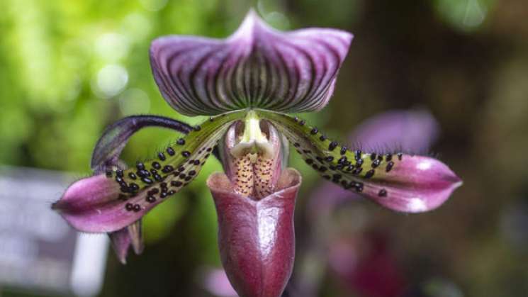 En censo, hallan nueva especie de orquídea en el sur de China