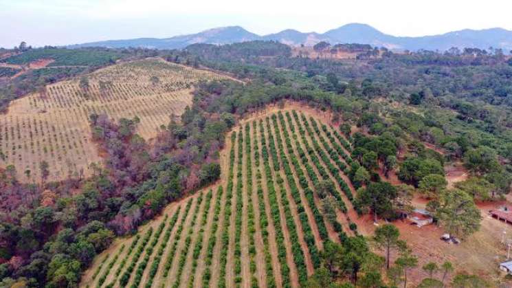 EU evitará envío de aguacates de huertas clandestinas de México 