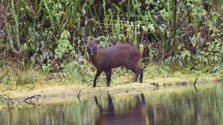 Descubren en Perú nueva especie de mamífero: Pudú de la yunga