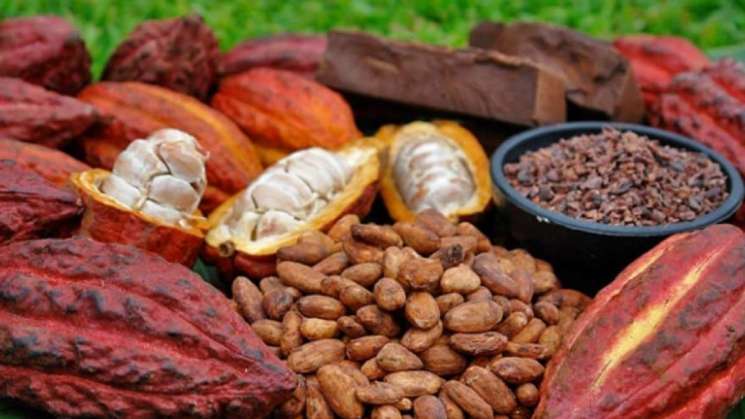 Científicos ubican el origen del cacao en Ecuador 