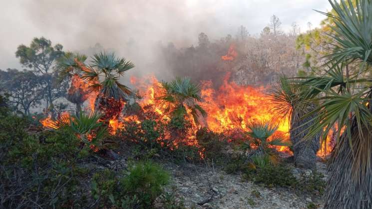 Liquida Coesfo incendio forestal en Santiago Tilantongo   