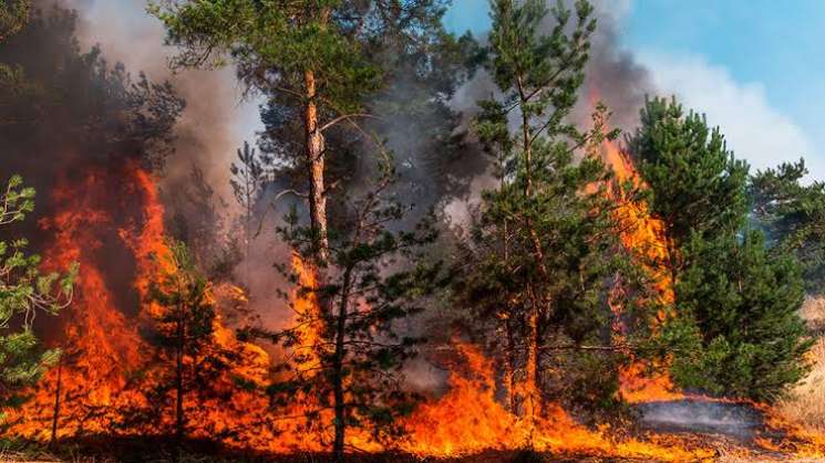 Enfrenta Oaxaca situación crítica por 51 incendios forestales