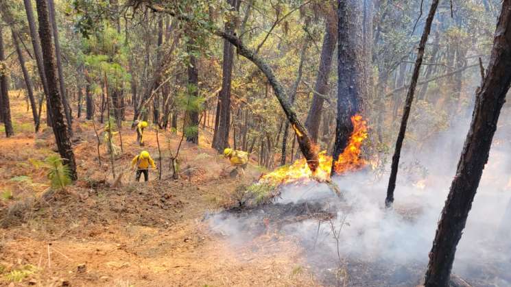 Atiende Coesfo incendios en Sierra de Juárez y en Sierra Sur    