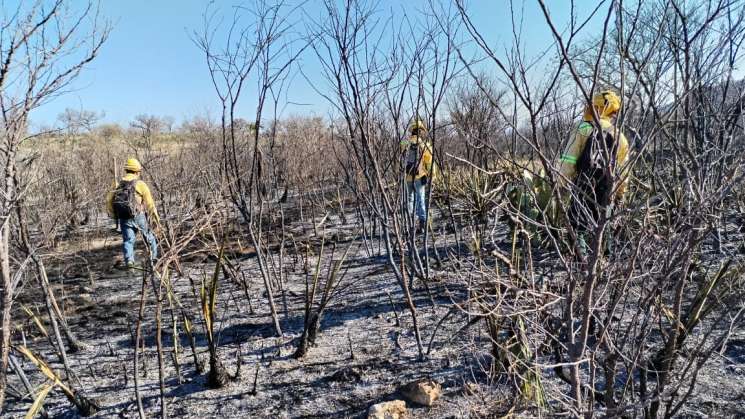 Controla Coesfo incendio forestal en límites de Oaxaca y Puebla  