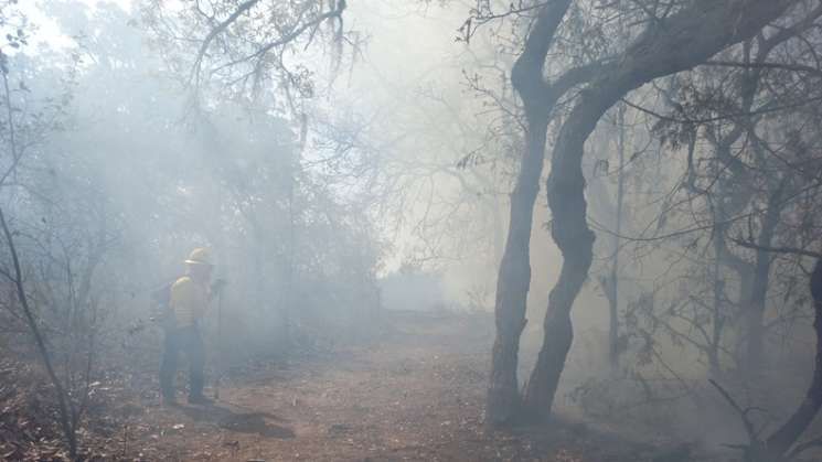 Conafor reporta 175 incendios forestales activos en México 