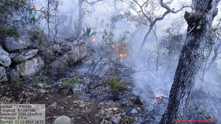 Seder: 1 de cada 3 incendios forestales en México por rozas