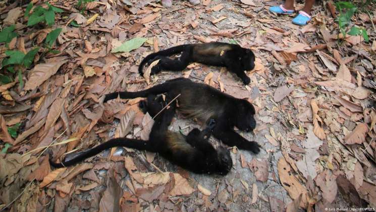 Por ondas de calor extrema mueren 138 monos aulladores en México 