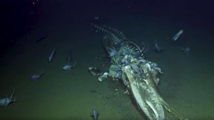 Alerta científica por fondo marino, está muriendo