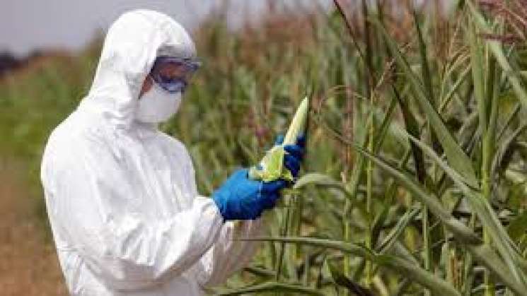 Monsanto desiste su demanda por glifosato en México 