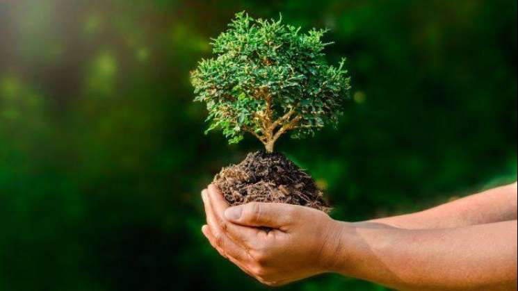 Se conmemora El Día del Árbol y el apostol mexicano