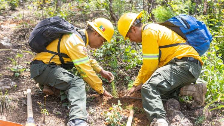 Reforesta Coesfo 11 hectáreas en Asunción Mixtepec    