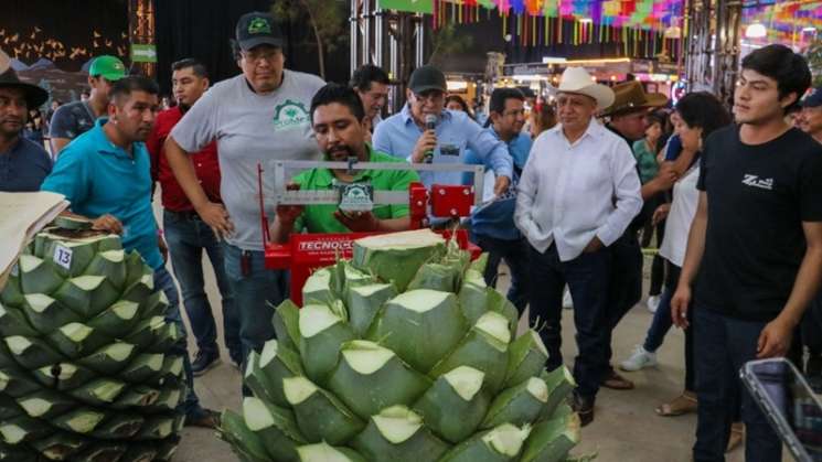 ¡De 304 kilos, la piña de maguey más pesada en Feria del Mezcal