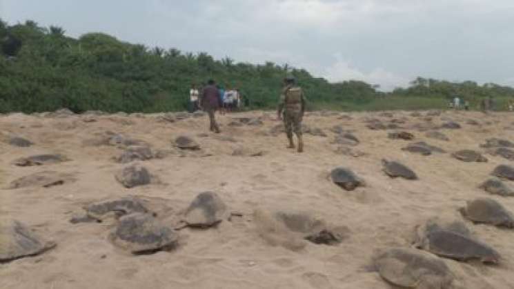 Arribazón de tortugas golfinas llegan a Escobilla, Oaxaca