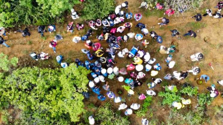 Arranca Mega Tequio de Reforestación en Polígono de Monte Albán 