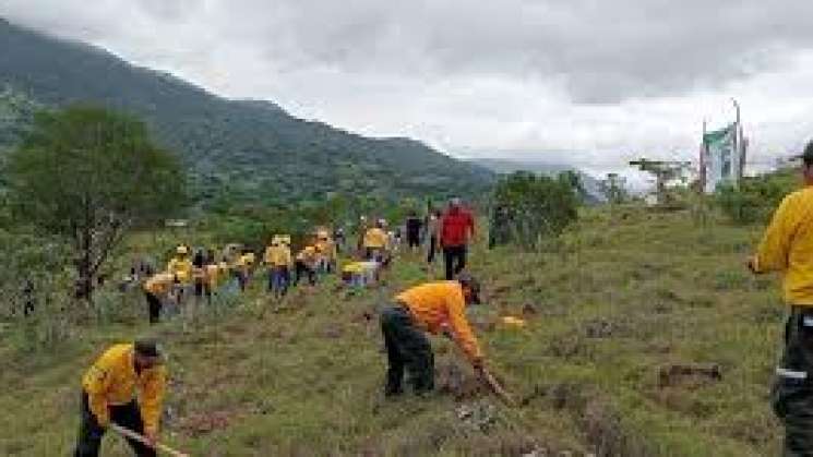 Se reforesta San Agustín de las Juntas  con 500 arboles: Coesfo 