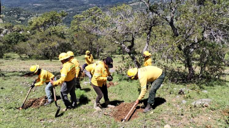  Jornada de Reforestación llega a Santa María Yosoyúa     