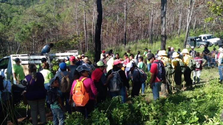 Plantan 12 mil árboles de Reforesta en Putla Villa de Guerrero 