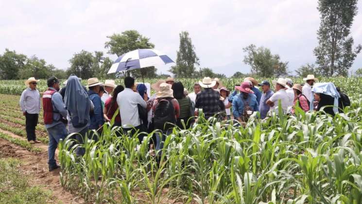  Supervisa Sefader vitrinas de maíz y frijol en Quialana