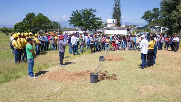     Plantan mil 200 árboles de Reforesta Oaxaca en el CIIDIR 