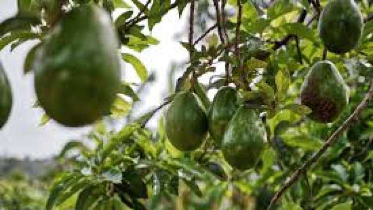 Oaxaca ocupa el octavo lugar en producción de aguacate 