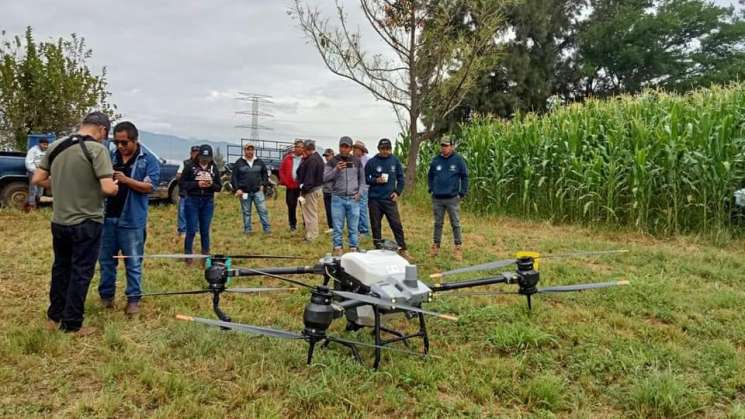  Atiende Sefader presencia de plaga en maíz en Ciénega, Zimatlan 