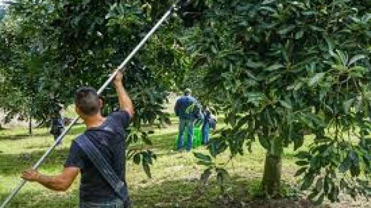 Acuerdo México con EU: Sader supervisara huertos de aguacates 