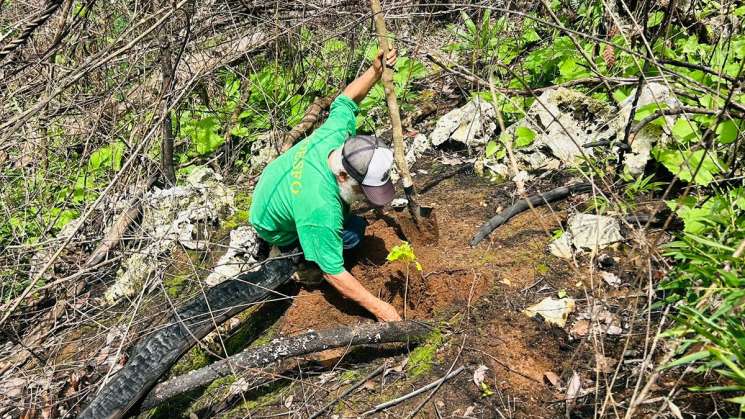  Plantan en Santa María Huatulco 540 árboles producidos en vivero