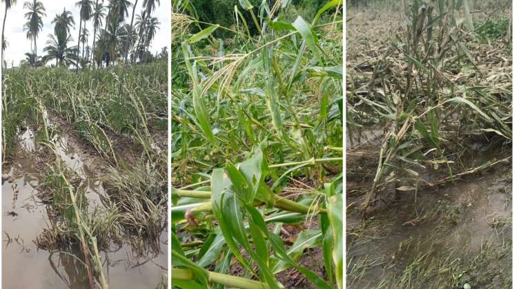  Sefader apoyará al campo de la Costa a volver a florecer  