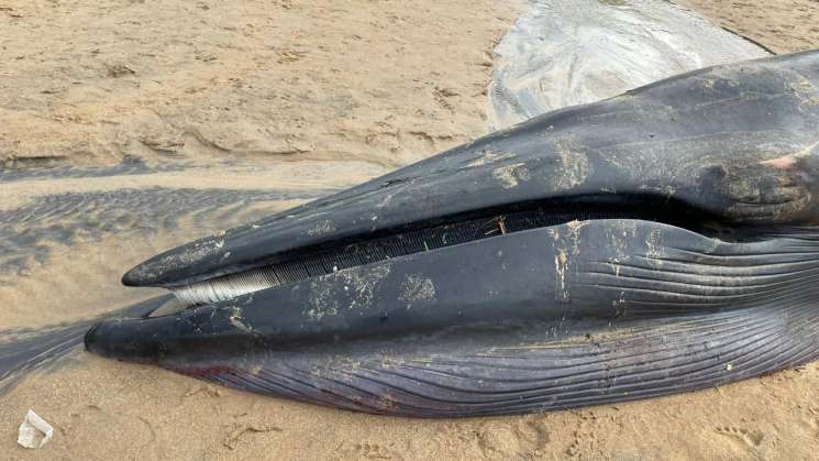 Grupo estudia encallamiento de ballena en Santa María Tonameca 