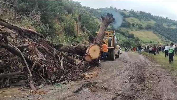  Carretera 182 cerrada por labores de retiro de un árbol caído 