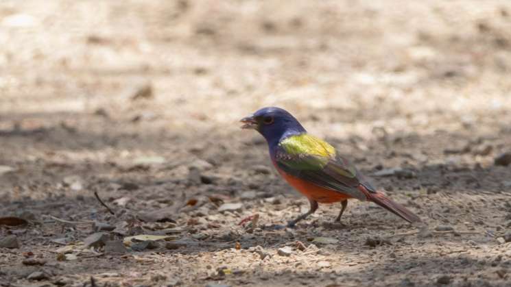  Conmemoran el Día Mundial de las Aves migratorias 